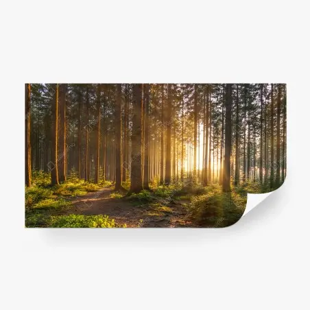 Papier peint forêt silencieuse aux rayons dorés – Wallnifity®
