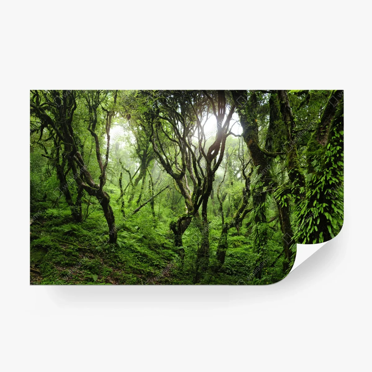 Papier peint forêt mystique recouverte de mousse – Wallnifity®