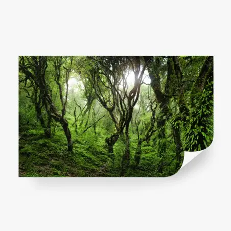 Papier peint forêt mystique recouverte de mousse – Wallnifity®