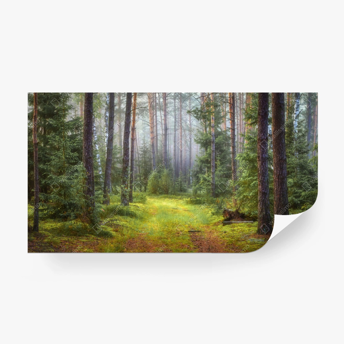 Papier peint sentier lumineux dans la forêt brumeuse – Wallnifity®