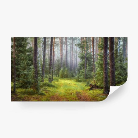 Papier peint sentier lumineux dans la forêt brumeuse – Wallnifity®