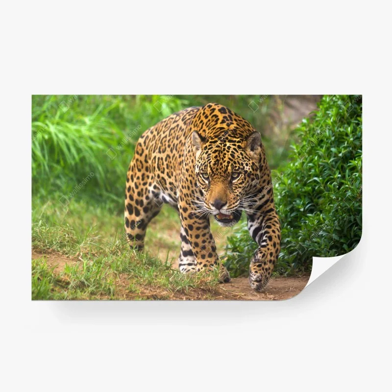 Papier peint jaguar en approche – Wallnifity®