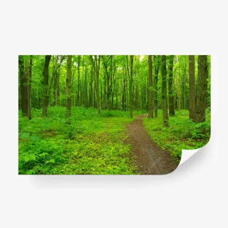 Papier peint forêt verdoyante et sentier sinueux – Wallnifity®