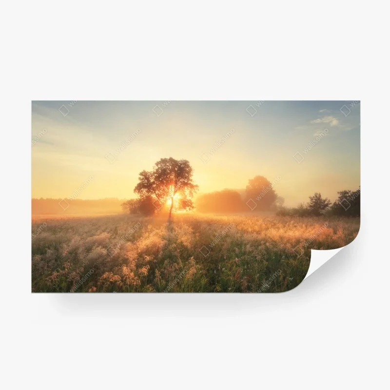 Papier peint aube dorée sur la prairie – Wallnifity®
