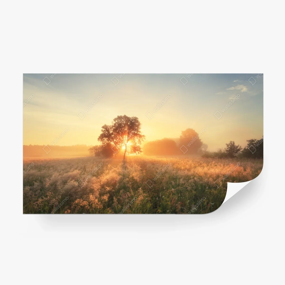 Papier peint aube dorée sur la prairie – Wallnifity®