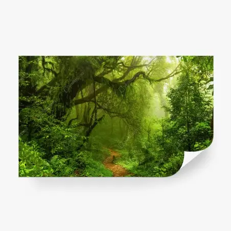 Papier peint sentier enchanté dans la forêt tropicale – Wallnifity®