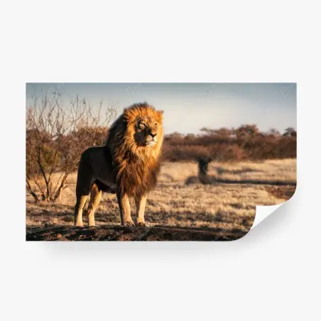 Papier peint le roi de la savane en majesté – Wallnifity®