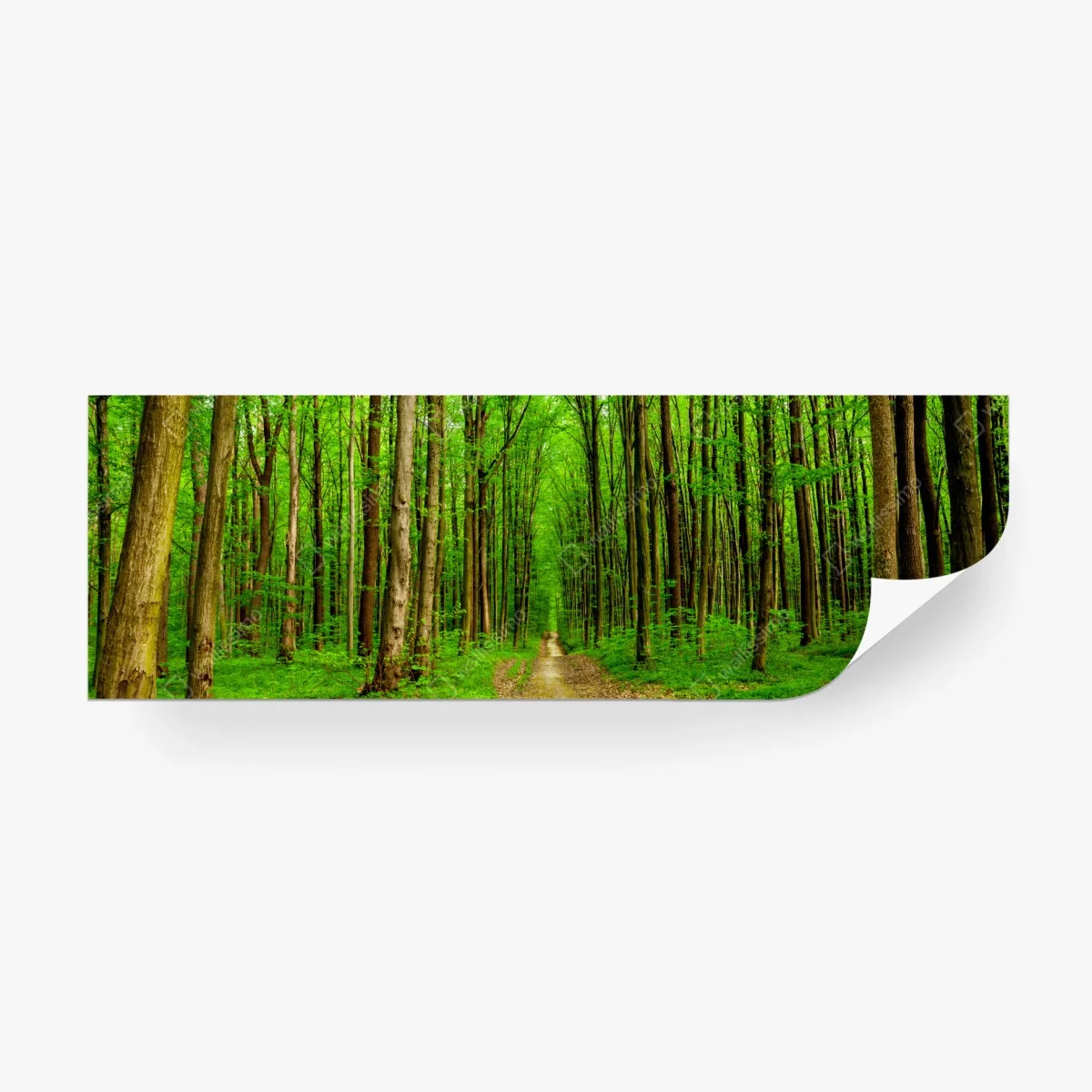 Papier peint forêt printanière au sentier lumineux – Wallnifity® Papier peint forêt printanière au sentier lumineux – Wallnifity®