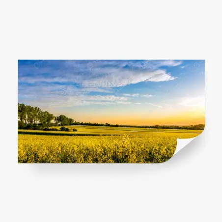 Papier peint champ de colza au coucher de soleil – Wallnifity®