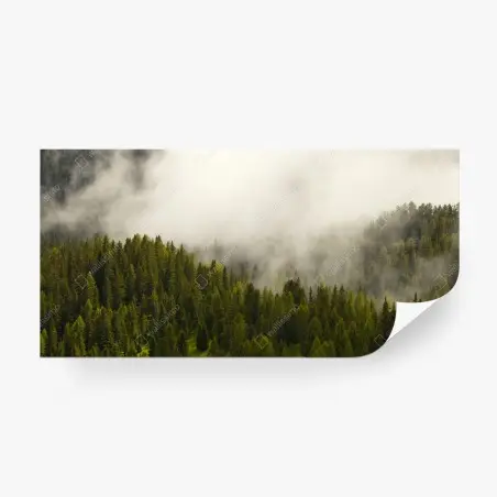Papier peint forêt de conifères dans la brume – Wallnifity®