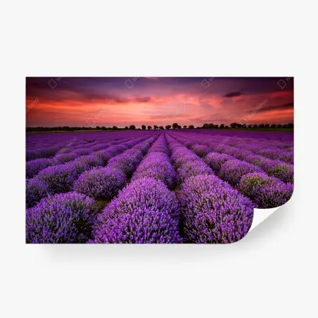 Papier peint panorama de lavande au coucher du soleil – Wallnifity®
