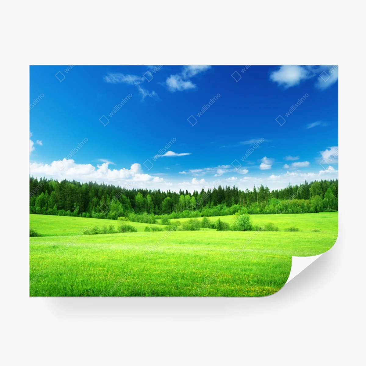 Papier peint prairie printanière au bord de la forêt – Wallnifity®