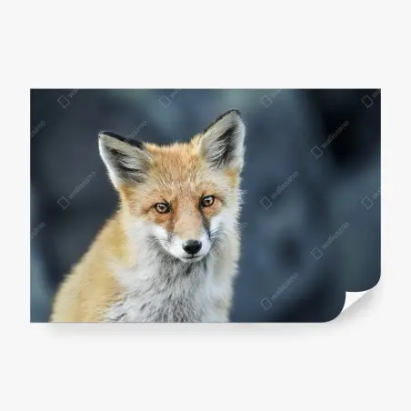 Papier peint portrait de renard roux aux yeux perçants – Wallnifity®