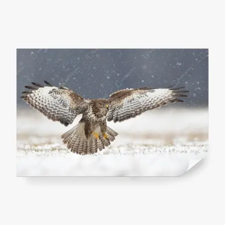 Papier peint buse variable en plein vol sur fond enneigé – Wallnifity®