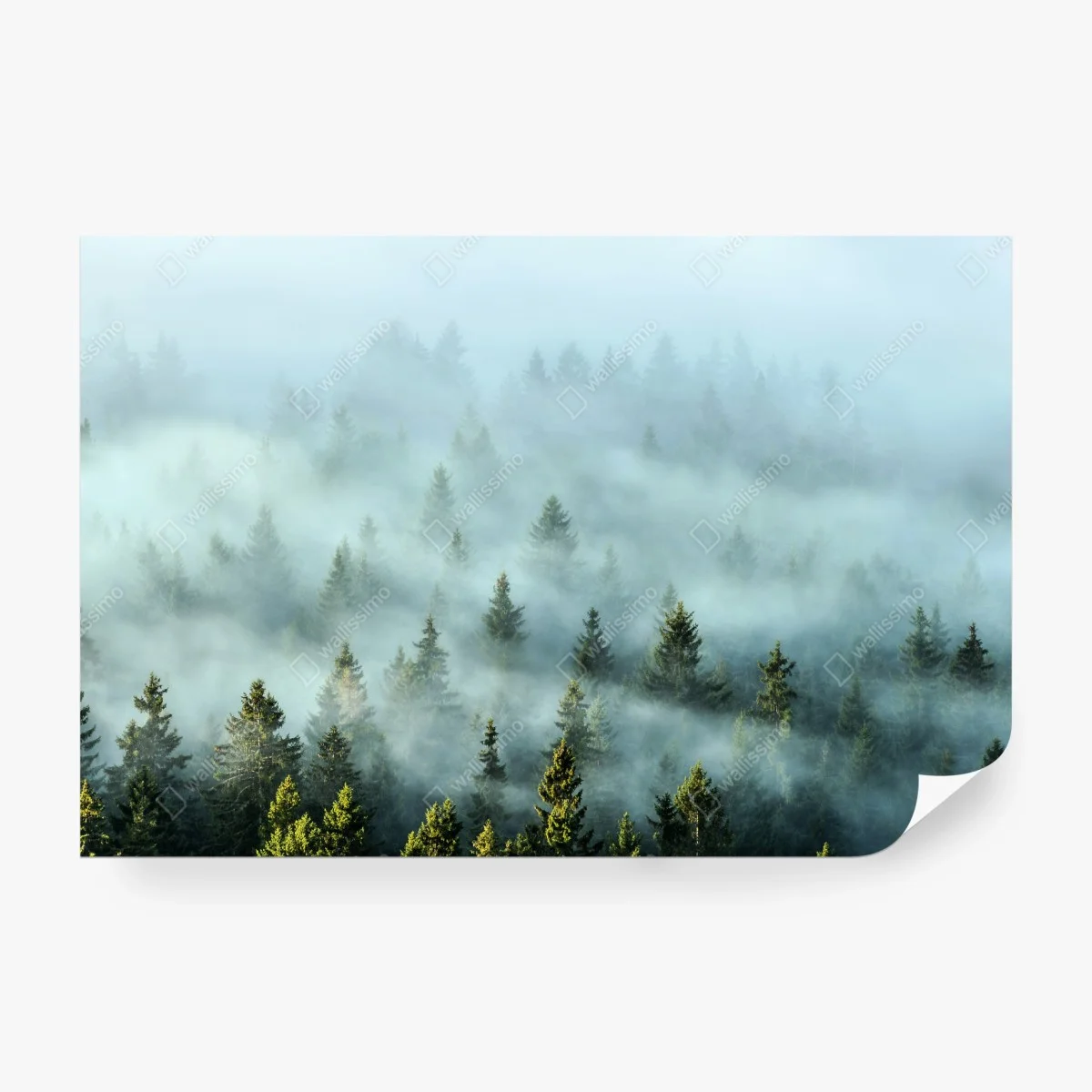 Papier peint brume matinale sur la forêt de sapins – Wallnifity® Papier peint brume matinale sur la forêt de sapins – Wallnifity®