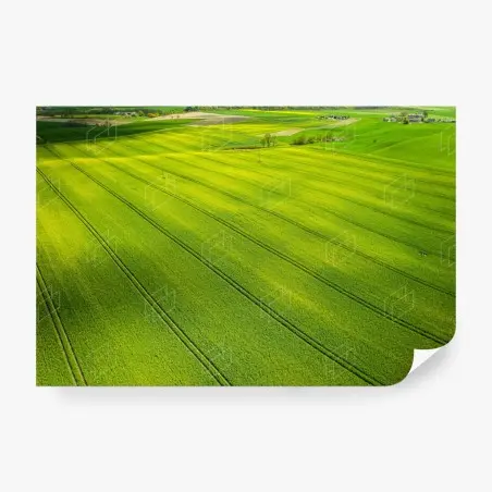 Papier peint panorama aérien de champs de colza – Wallnifity®