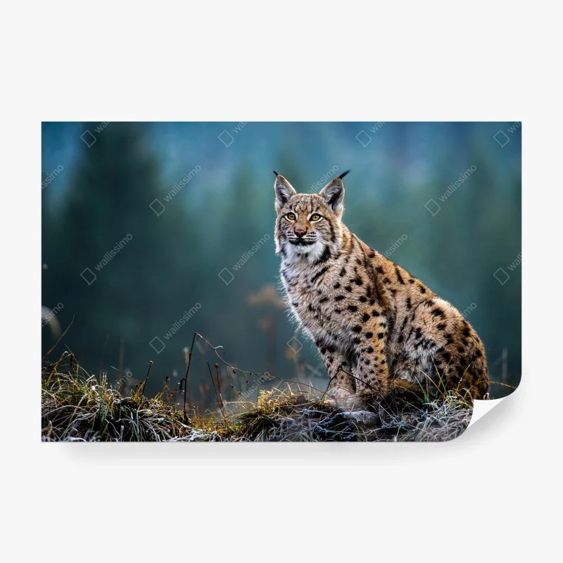 Papier peint lynx majestueux en lisière de forêt – Wallnifity® Papier peint lynx majestueux en lisière de forêt – Wallnifity®