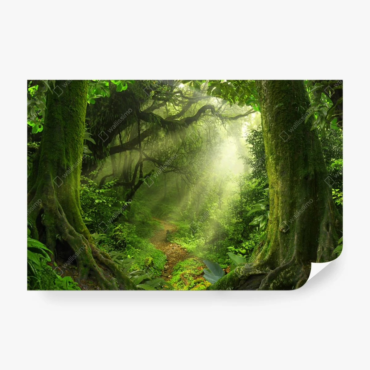 Papier peint sentier mystique au cœur de la forêt – Wallnifity® Papier peint sentier mystique au cœur de la forêt – Wallnifity®