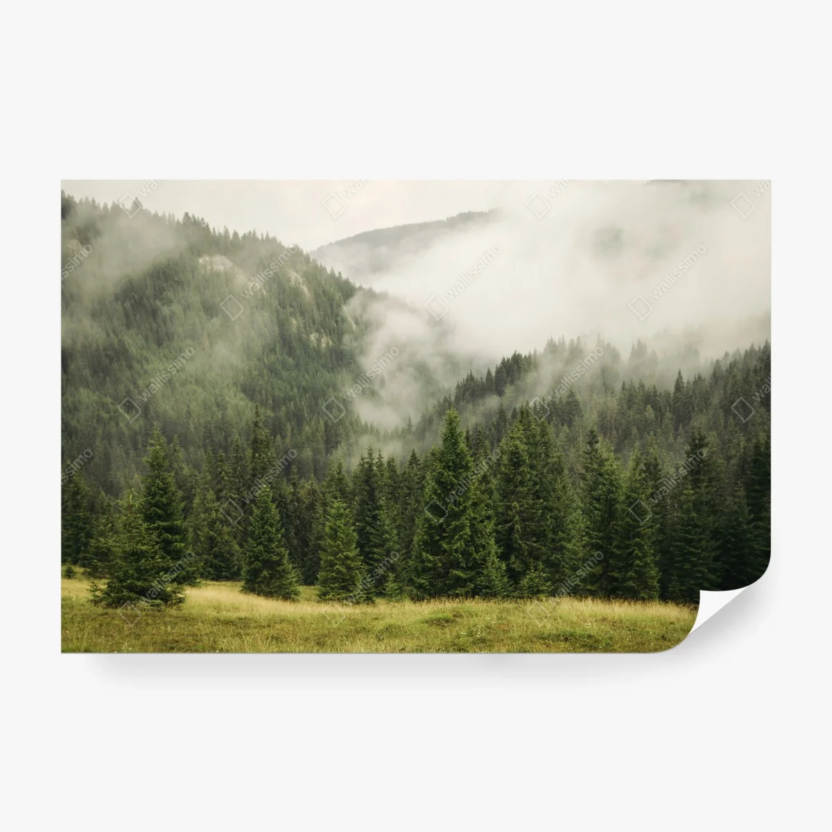 Papier peint brume matinale sur la forêt de sapins – Wallnifity® Papier peint brume matinale sur la forêt de sapins – Wallnifity®