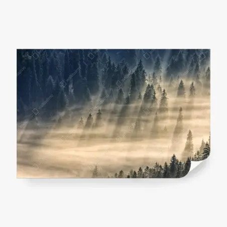 Papier peint brume matinale sur la vallée de sapins – Wallnifity®
