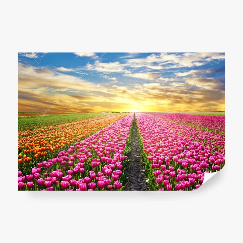 Papier peint lever du soleil sur les champs de tulipes aux Pays-Bas – Wallnifity®