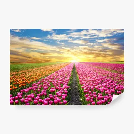 Papier peint lever du soleil sur les champs de tulipes aux Pays-Bas – Wallnifity®