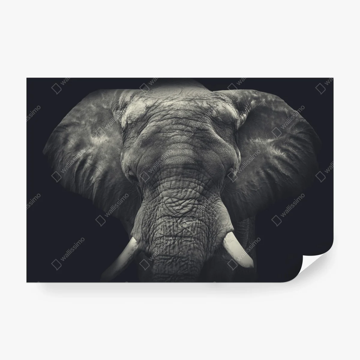 Papier peint portrait monochrome d'éléphant majestueux – Wallnifity® Papier peint portrait monochrome d'éléphant majestueux – Wallnifity®