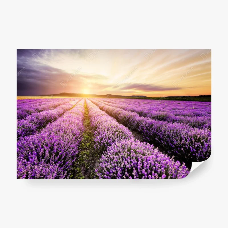 Papier peint champ de lavande au lever du soleil en Bulgarie – Wallnifity® Papier peint champ de lavande au lever du soleil en Bulgarie – Wallnifity®