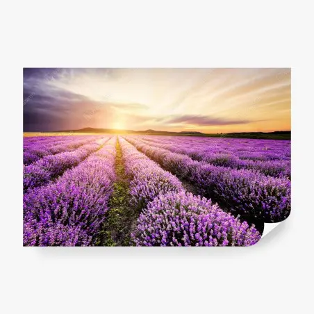 Papier peint champ de lavande au lever du soleil en Bulgarie – Wallnifity®