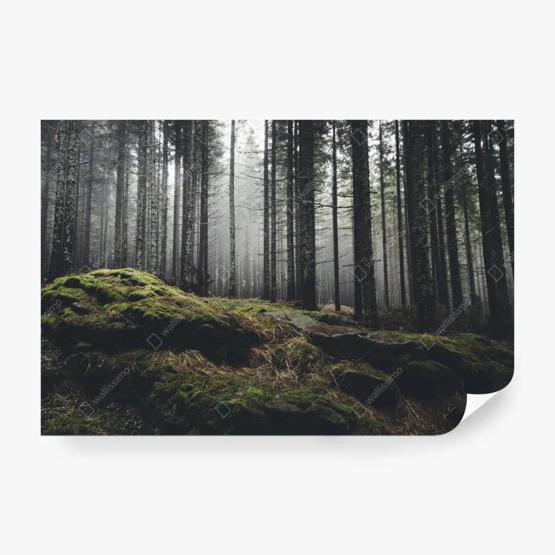 Papier peint forêt brumeuse aux rochers moussus – Wallnifity® Papier peint forêt brumeuse aux rochers moussus – Wallnifity®
