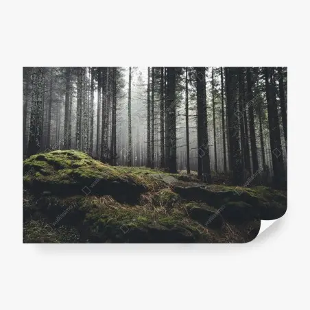 Papier peint forêt brumeuse aux rochers moussus – Wallnifity®