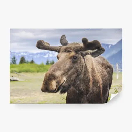 Papier peint portrait d'orignal majestueux en pleine nature – Wallnifity®