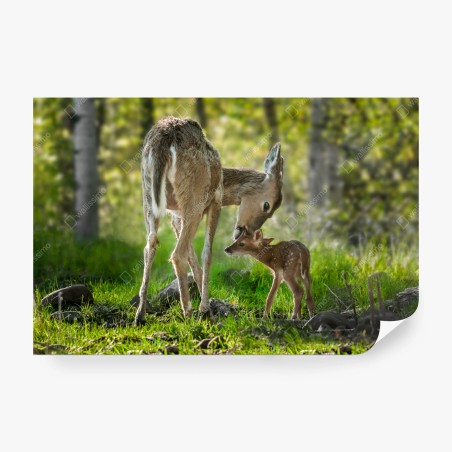 Papier peint tendresse d'une biche et de son faon en forêt – Wallnifity®