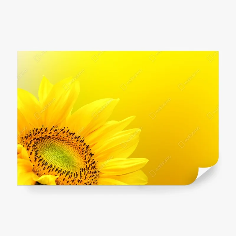 Papier peint tournesol éclatant sur fond jaune – Wallnifity® Papier peint tournesol éclatant sur fond jaune – Wallnifity®