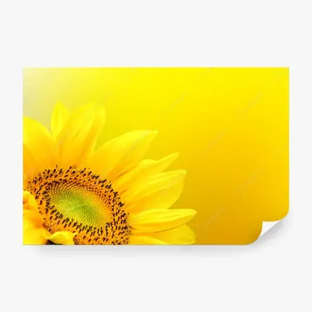 Papier peint tournesol éclatant sur fond jaune – Wallnifity®