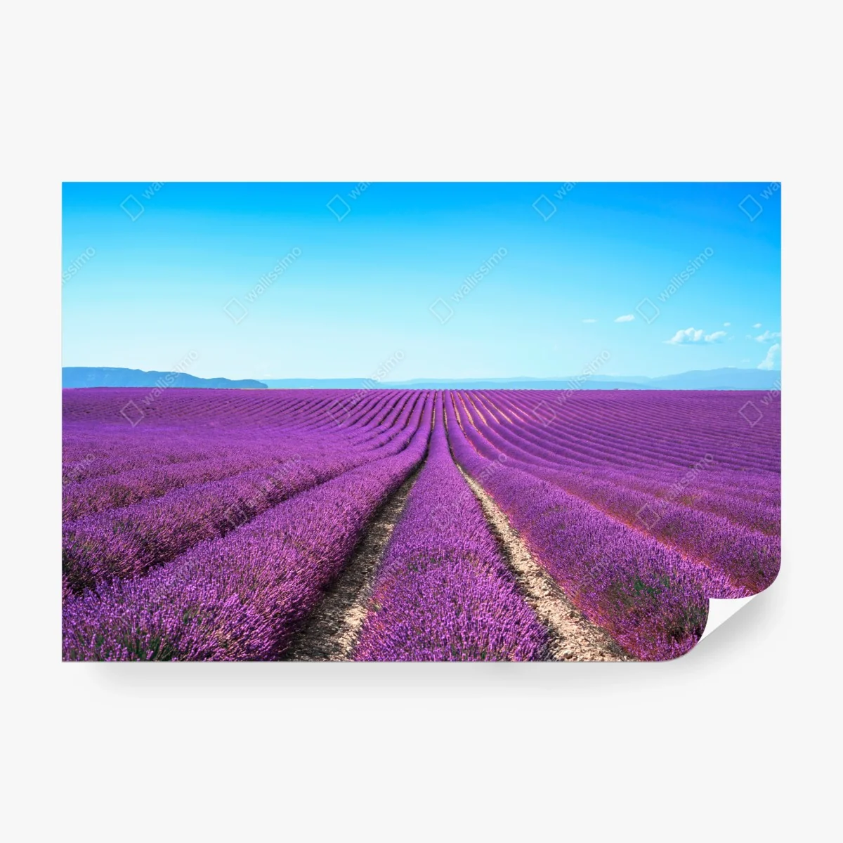 Papier peint champ de lavande en Provence – Wallnifity® Papier peint champ de lavande en Provence – Wallnifity®