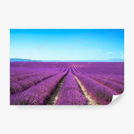 Papier peint champ de lavande en Provence – Wallnifity®