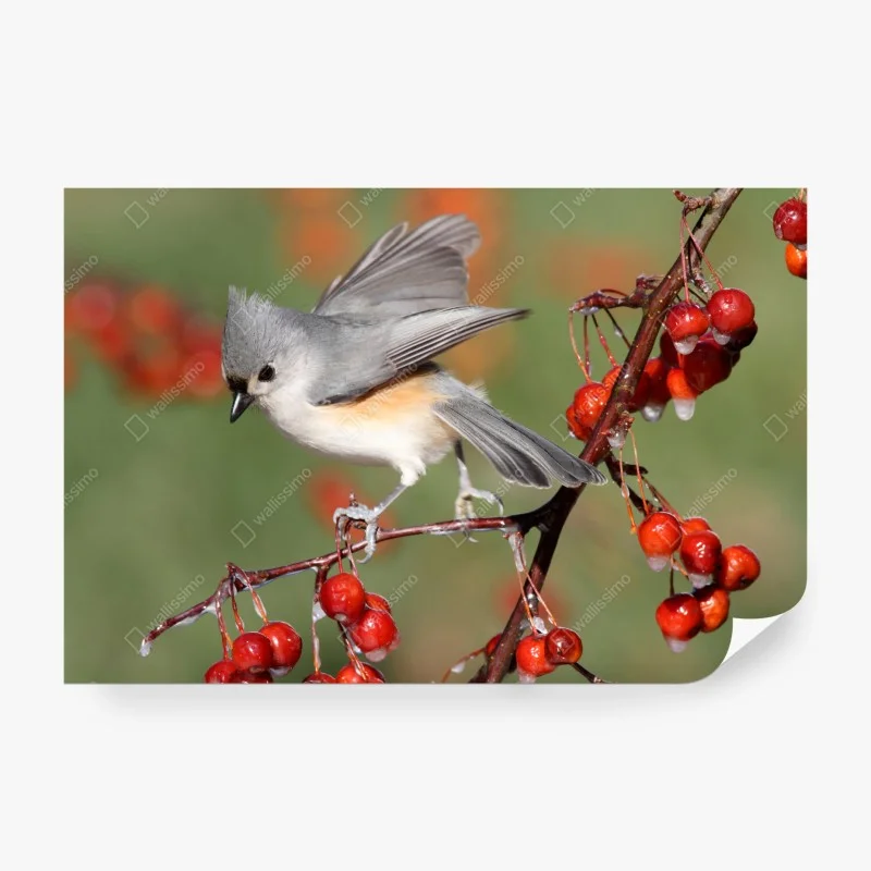 Papier peint oiseau délicat sur branche aux baies rouges – Wallnifity® Papier peint oiseau délicat sur branche aux baies rouges – Wallnifity®