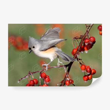 Papier peint oiseau délicat sur branche aux baies rouges – Wallnifity®