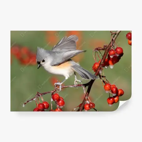 Papier peint oiseau délicat sur branche aux baies rouges – Wallnifity®