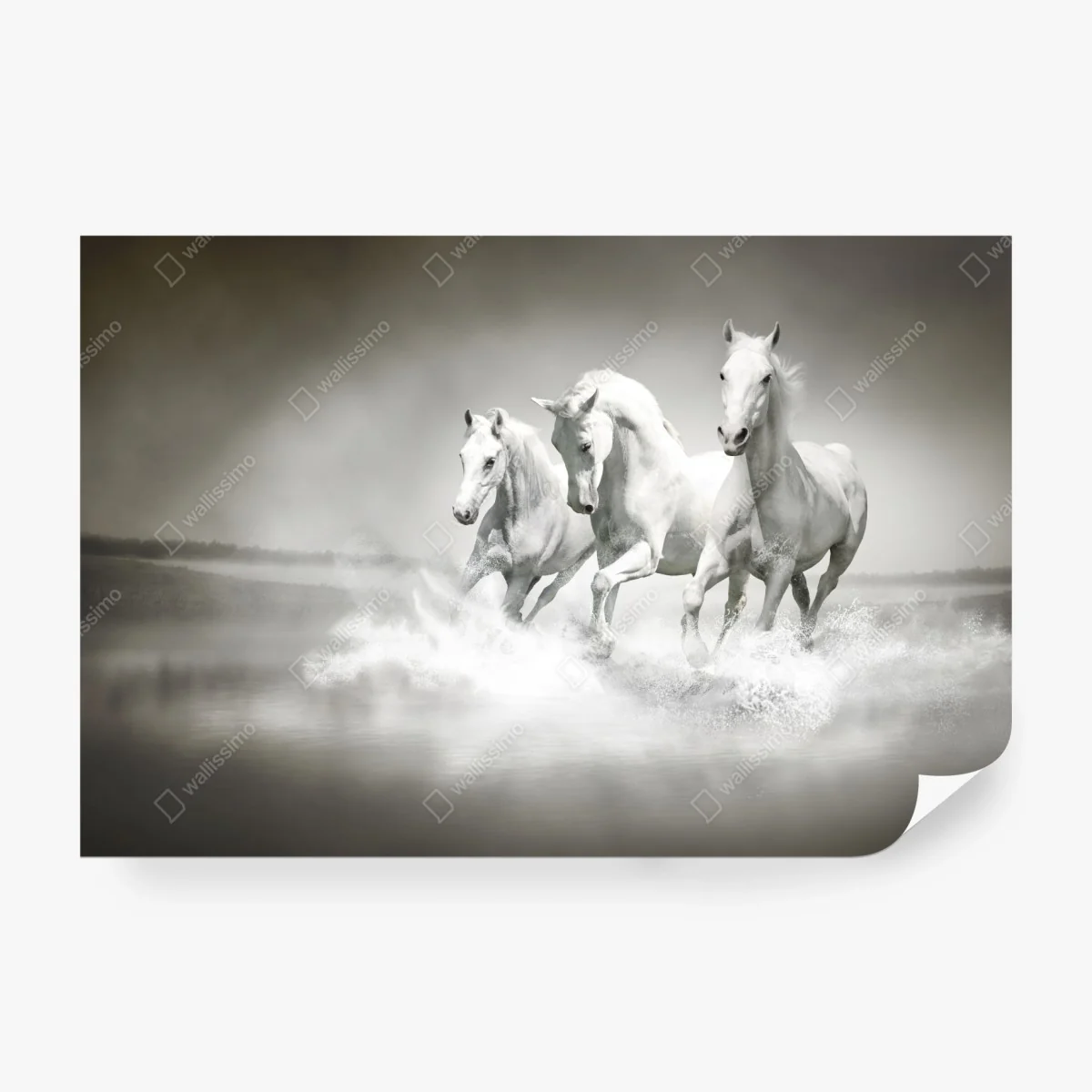 Papier peint trois chevaux blancs en liberté – Wallnifity®