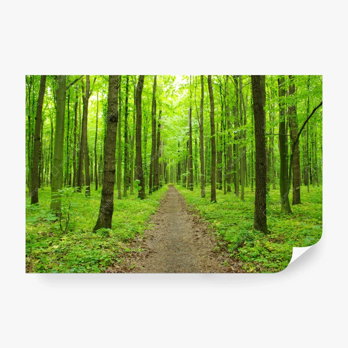 Papier peint sentier verdoyant en forêt au printemps – Wallnifity®