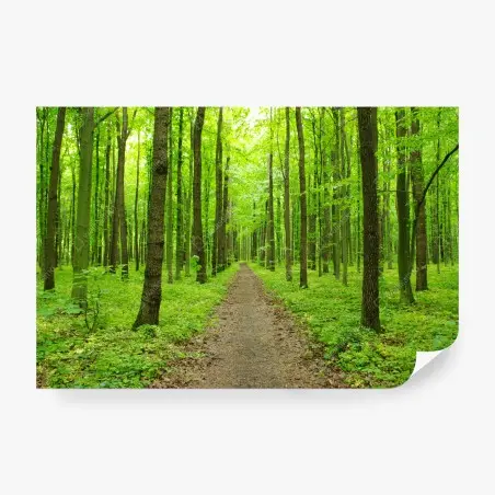 Papier peint sentier verdoyant en forêt au printemps – Wallnifity®