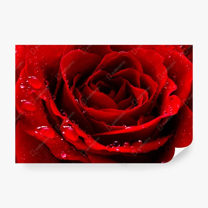 Papier peint rose rouge en gouttes de rosée – Wallnifity®