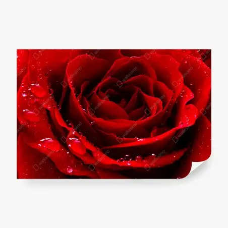 Papier peint rose rouge en gouttes de rosée – Wallnifity®