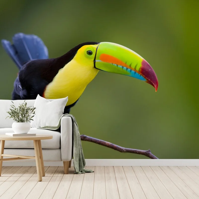 Papier peint toucan au bec multicolore sur fond vert – Wallnifity®
