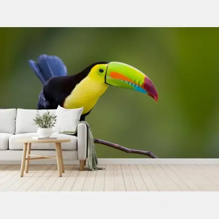 Papier peint toucan au bec multicolore sur fond vert – Wallnifity®