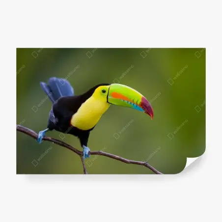Papier peint toucan au bec multicolore sur fond vert – Wallnifity®