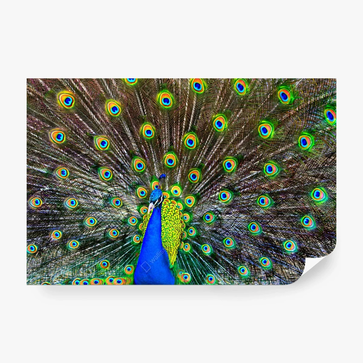 Papier peint paon bleu en éventail irisé – Wallnifity® Papier peint paon bleu en éventail irisé – Wallnifity®