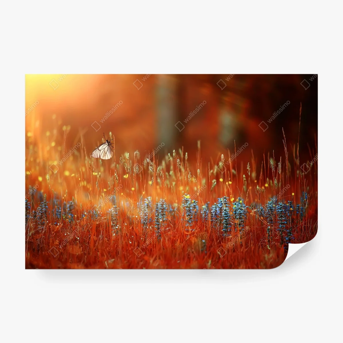 Papier peint papillon sur fleurs sauvages au coucher de soleil – Wallnifity® Papier peint papillon sur fleurs sauvages au coucher de soleil – Wallnifity®